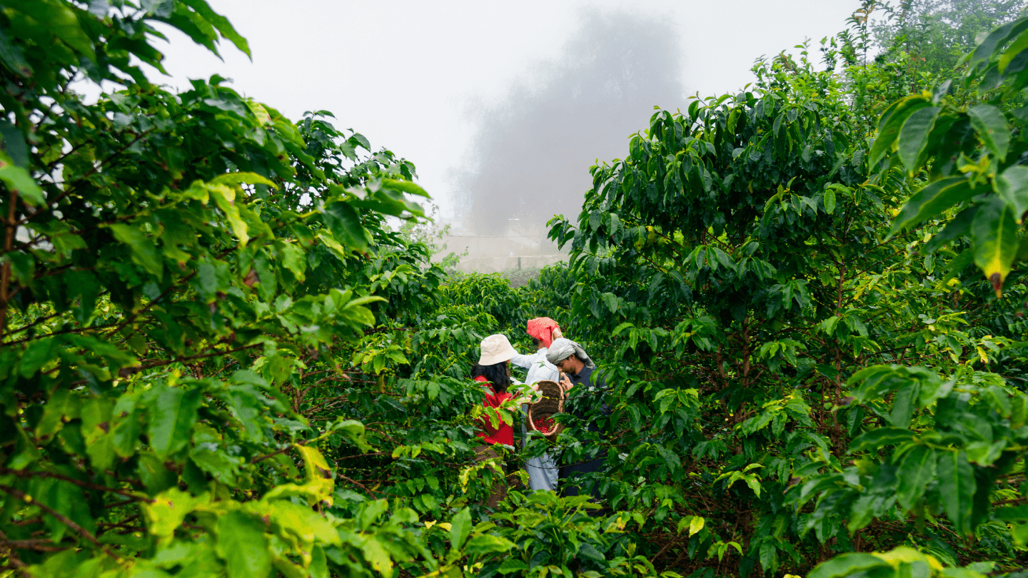 Camina por un pueblo misterioso, una finca de café y experimenta la gastronomía local.