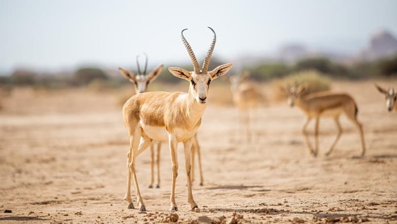 Excursión para observar la fauna y la naturaleza en Al-Hajar.