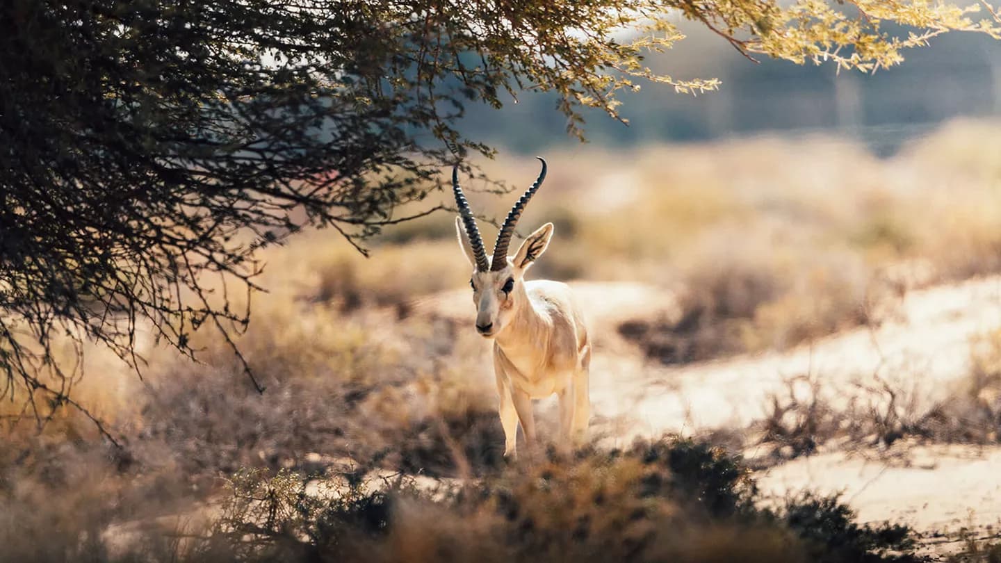 Excursión para observar la fauna y la naturaleza en Al-Hajar.