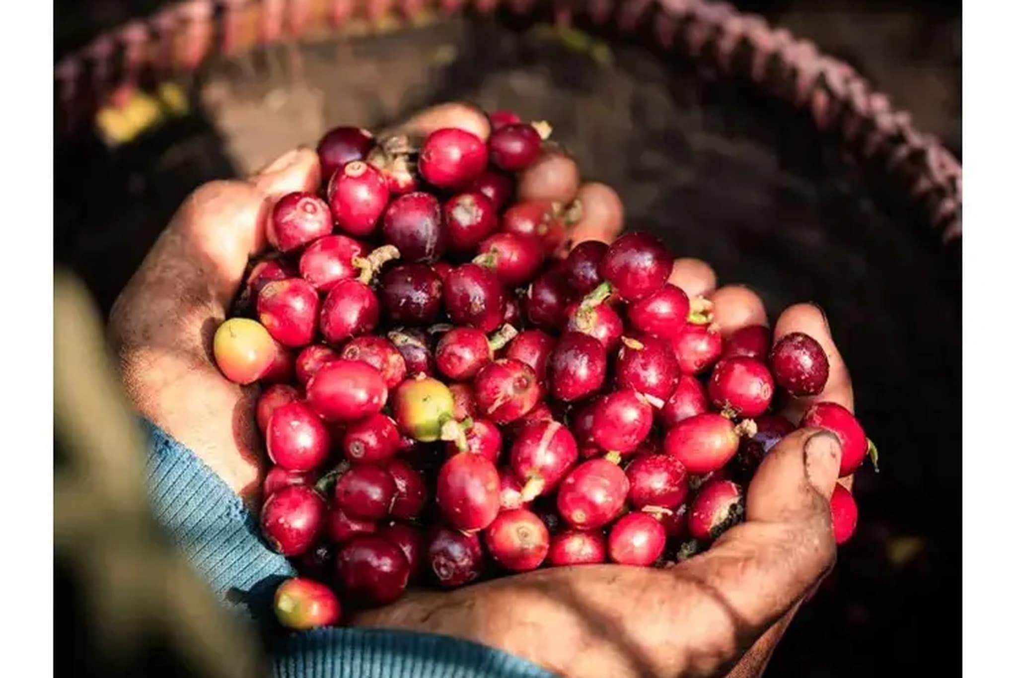 Experiencia visitando las fincas de café Asiri en Rijal Almaa.
