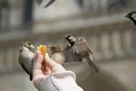 Alimentando ciervos y aves
