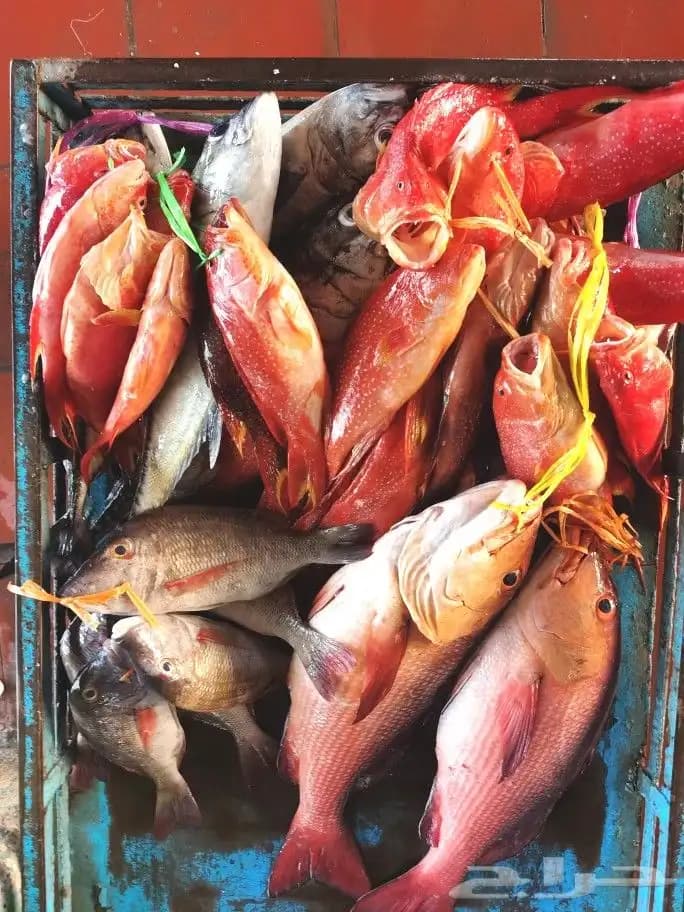 Un viaje de pesca en barco en medio del Mar Rojo.