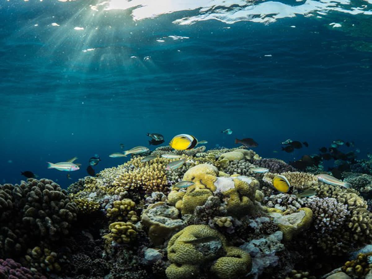 Experiencia de buceo en Al-Khobar