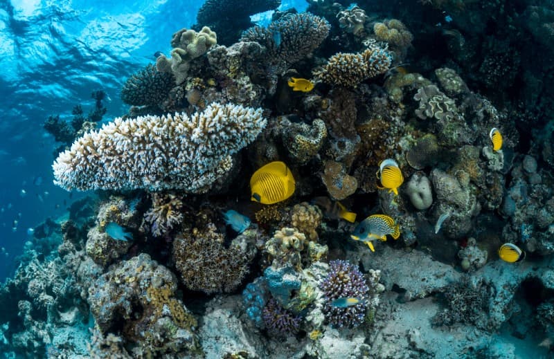Experiencia de buceo en Al-Khobar