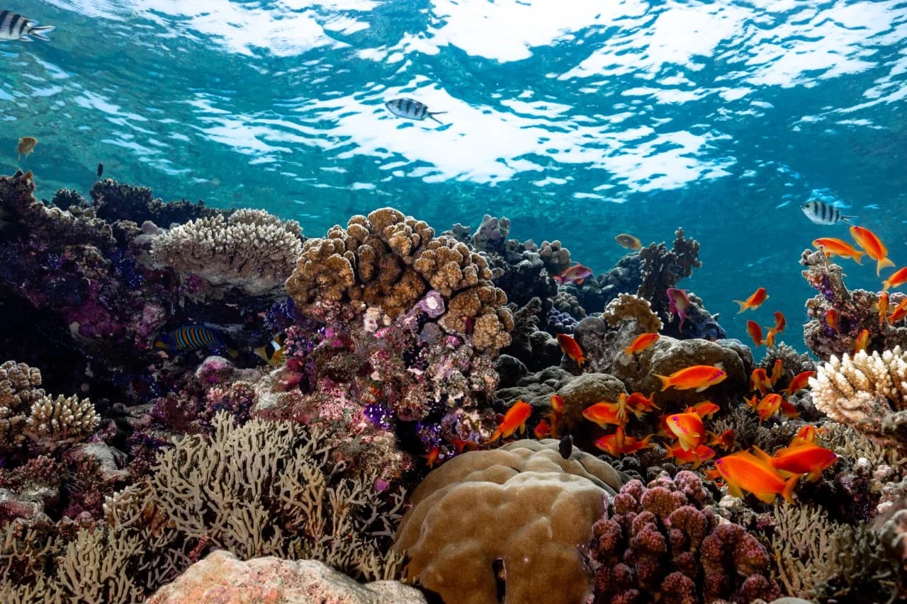 Experiencia de buceo en Al-Khobar